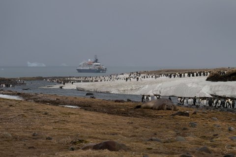 SG_SVM3599 
South Georgia, UK Overseas Protectorate,  
October 2023
King Penguin colony 