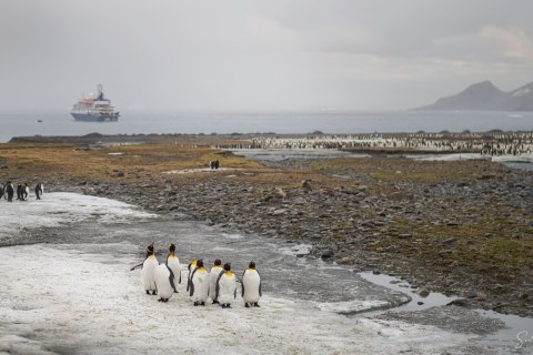SG_SVM3656 
South Georgia, UK Overseas Protectorate,  
October 2023
King Penguin  colony