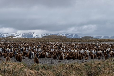 SG_SVM4860 
South Georgia, UK Overseas Protectorate,  
October 2023
King Penguin  colony, finding and feeding chicks  in the nursery 