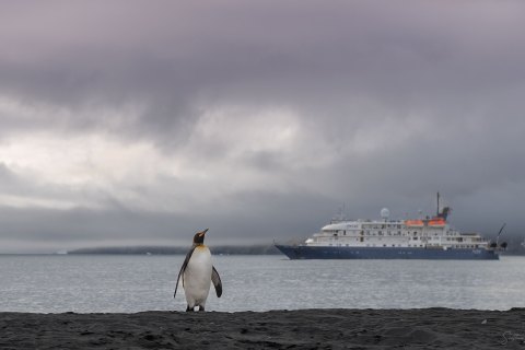 SG_SVM5367 
South Georgia, UK Overseas Protectorate,  
October 2023
King Penguin colony 