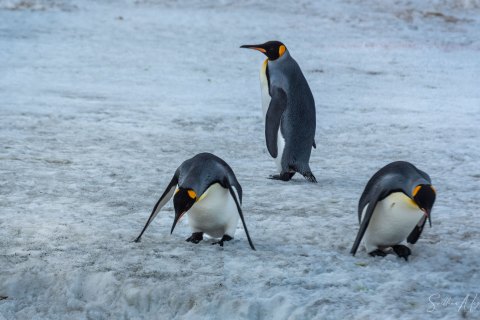 SP_SM07119 
South Georgia, UK Overseas Protectorate,  
October 2023
King Penguin colony