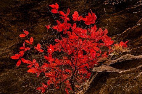 06.TNS_SM01136.2 
Great Smoky Mountains National Park, Tennessee, USA