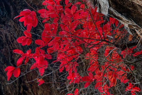 06.TNS_SM01136 
Great Smoky Mountains National Park, Tennessee, USA