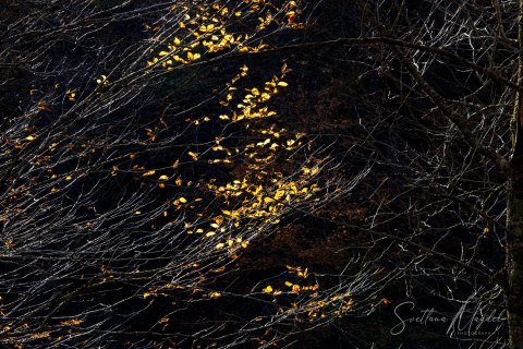 06.TNS_SM01208 
Great Smoky Mountains National Park, Tennessee, USA