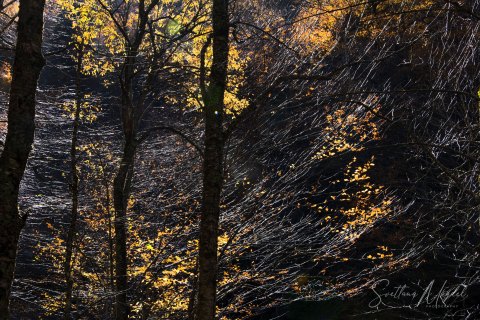 06.TNS_SM01211 
Great Smoky Mountains National Park, Tennessee, USA