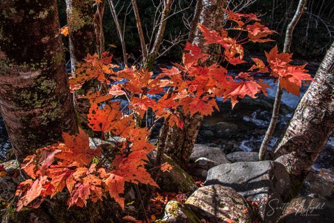 06.TNS_SM01221 
Great Smoky Mountains National Park, Tennessee, USA