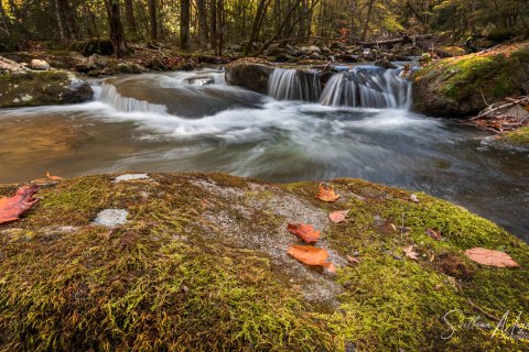 04.TNS_SM01653 
Great Smoky Mountains National Park, Tennessee, USA