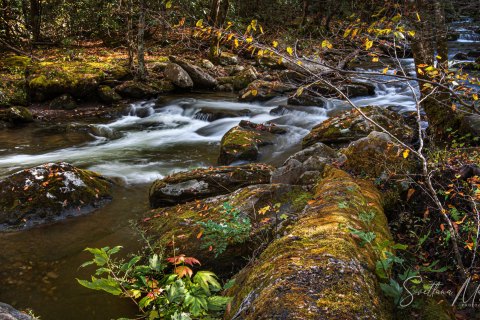 04.TNS_SM01660 
Great Smoky Mountains National Park, Tennessee, USA